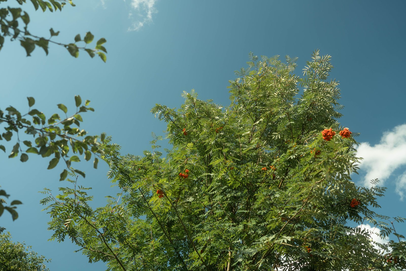 Rowan tree with berries against the sky